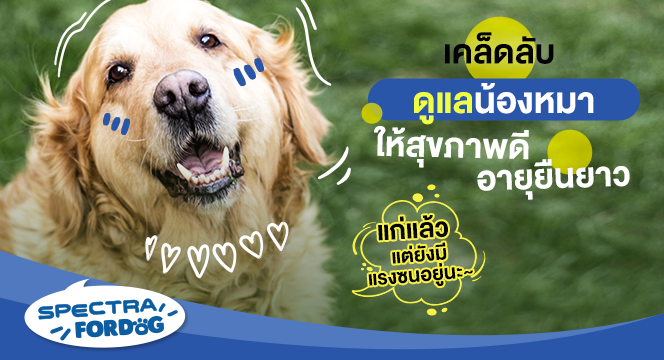 เคล็ดลับดูแลน้องหมาให้สุขภาพดี อายุยืนยาว